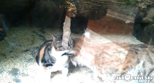 Ten kot zaprzyjaźnił się z rysiem! (VIDEO) Ten kot zaprzyjaźnił się z rysiem! (VIDEO)