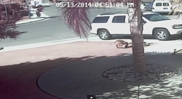 Kot ratuje chłopca przed atakiem psa! (VIDEO) Kot ratuje chłopca przed atakiem psa! (VIDEO)