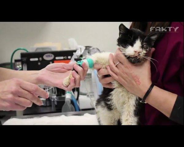 Pogrzebali kota w ziemi. Po pięciu dniach wrócił do nich