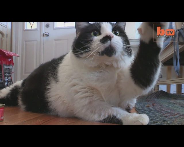 Ten kot jest tak GRUBY, że zamiat chodzić, CZOŁGA się VIDEO