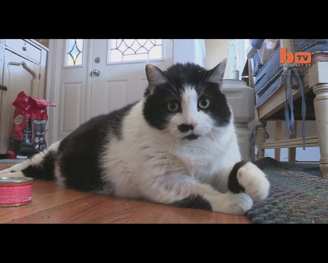 Ten kot jest tak GRUBY, że zamiat chodzić, CZOŁGA się VIDEO