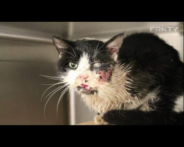 Pogrzebali kota w ziemi. Po pięciu dniach wrócił do nich