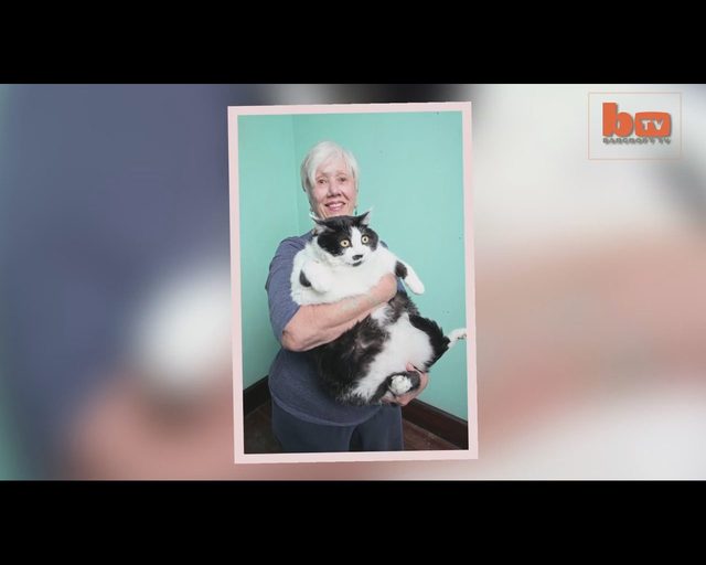 Ten kot jest tak GRUBY, że zamiat chodzić, CZOŁGA się VIDEO