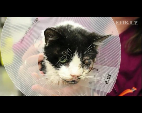 Zaskakujący finał sprawy kota zombie Zaskakujący finał sprawy kota zombie