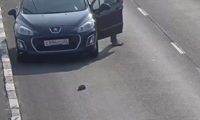 Ten film z malutkim kotkiem na środku autostrady rozczulił miliony internautów