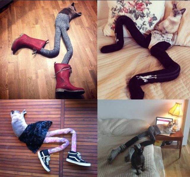 Panuje moda na koty w rajstopach! (FOTO)