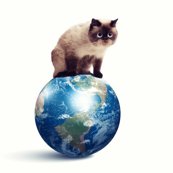 Masz kota? Jesteś w niebezpieczeństwie!