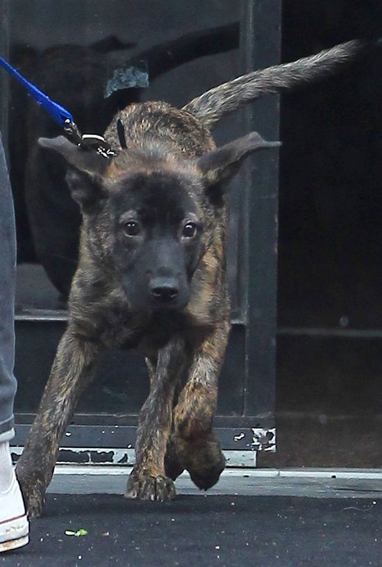 Robert Pattinson i Krosten Stewart wykorzystują psy...