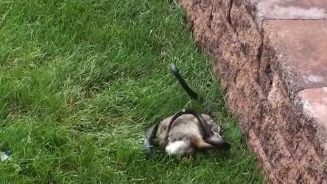 NIESAMOWITE! Ta królicza mama stanęła w obronie małych!