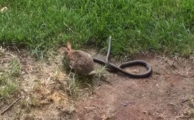 NIESAMOWITE! Ta królicza mama stanęła w obronie małych!