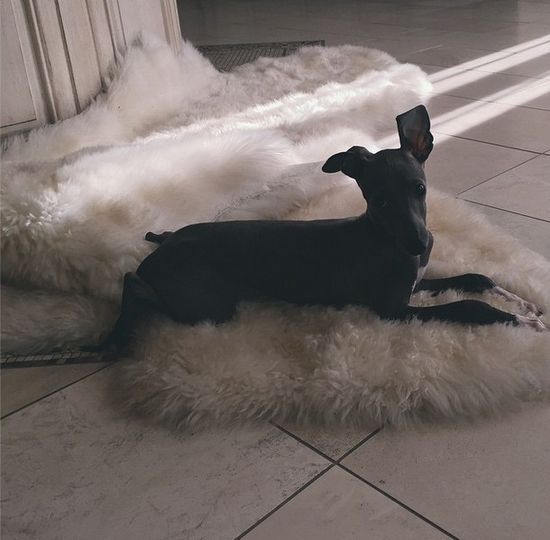 Niech ktoś zabierze tego biednego psiaka Kylie Jenner!