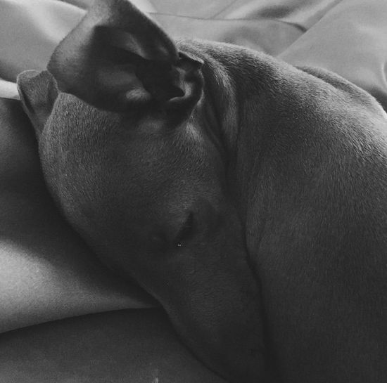 Niech ktoś zabierze tego biednego psiaka Kylie Jenner! Niech ktoś zabierze tego biednego psiaka Kylie Jenner!