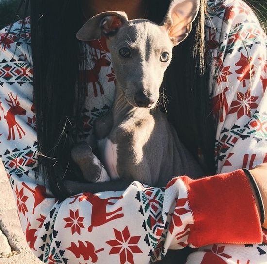 Niech ktoś zabierze tego biednego psiaka Kylie Jenner! Niech ktoś zabierze tego biednego psiaka Kylie Jenner!