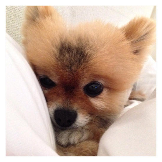 Przygarnęła pieska, żeby łatwiej przetrwać żałobę Przygarnęła pieska, żeby łatwiej przetrwać żałobę