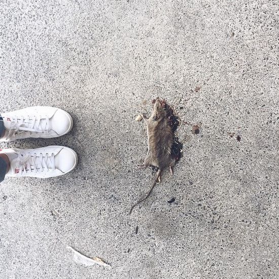 Zdjecie, które opublikowała Lorde, przyprawia o mdłości