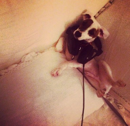 Mariah Carey wysłała swoje psy na kosmiczne wakacje