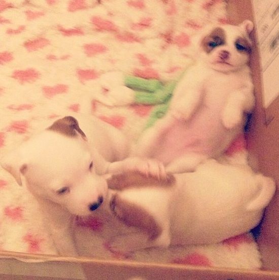 Mariah Carey wysłała swoje psy na kosmiczne wakacje