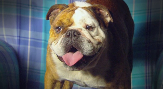 Marlon - poznajcie prawdziwą gwiazdę serialu 2XL (VIDEO)