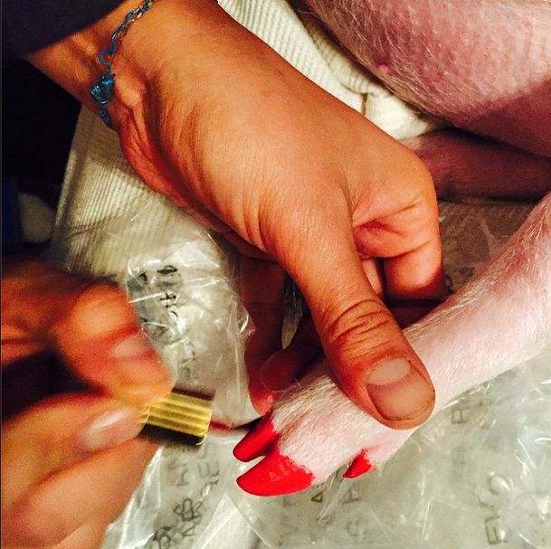 A paznokcie swojej śwince maluje... (FOTO)