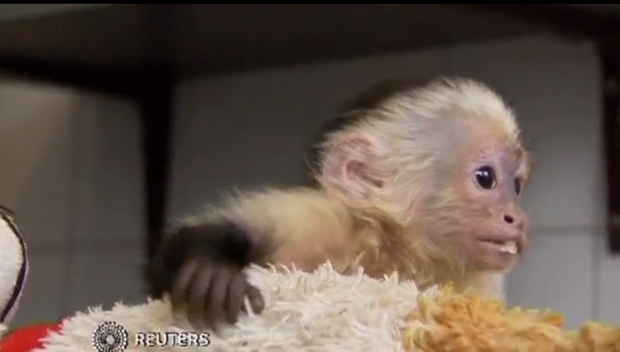 Justin Bieber słono zapłaci za opiekę nad małpką