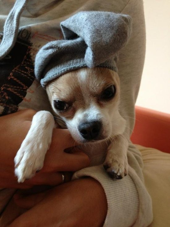 Natalia Siwiec i piesek ze skarpetką na głowie (FOTO)