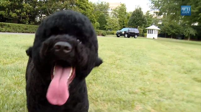 Nowy mieszkaniec w Białym Domu (VIDEO)