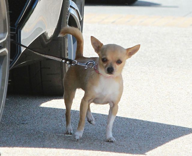 Celebrytka-milionerka kupiła nową furę (FOTO)