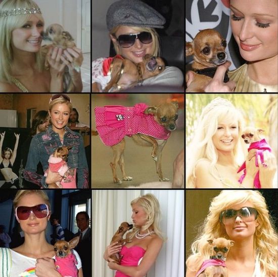 Paris Hilton przeżywa stratę najbliższego przyjaciela Paris Hilton przeżywa stratę najbliższego przyjaciela