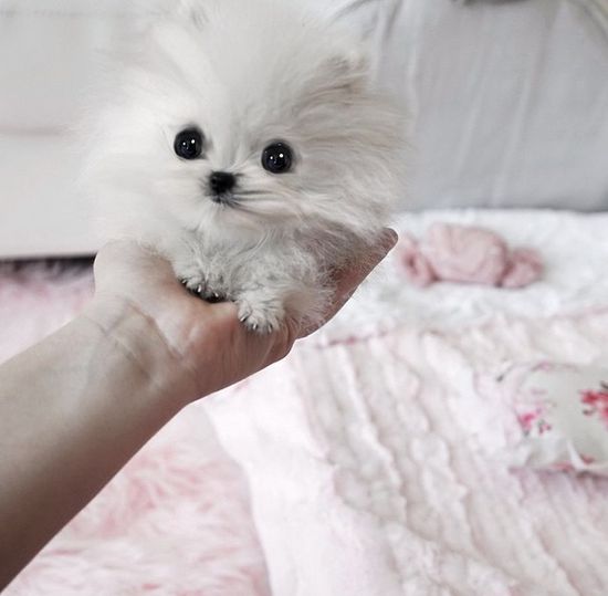 Najmniejszy pies na świecie trafił w ręce Paris Hilton (FOTO