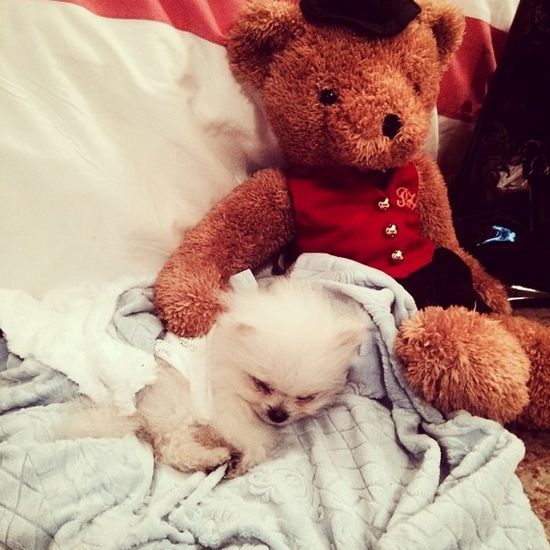 Najmniejszy pies na świecie trafił w ręce Paris Hilton (FOTO