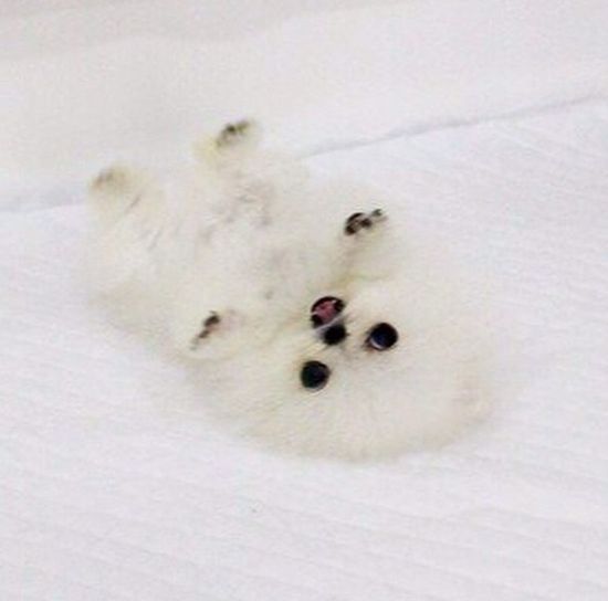 Najmniejszy pies na świecie trafił w ręce Paris Hilton (FOTO