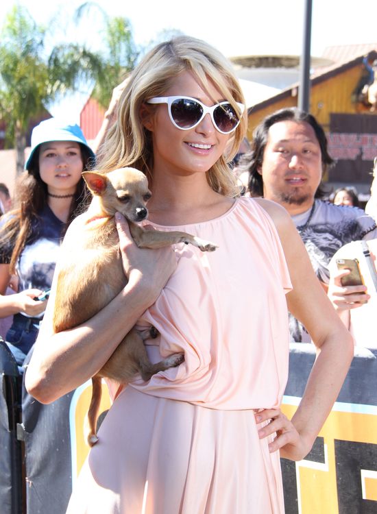 Kim jest nowe ciacho Paris Hilton?