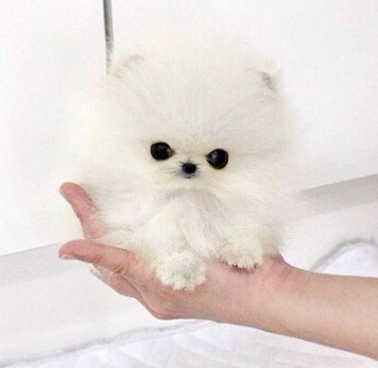 Najmniejszy pies na świecie trafił w ręce Paris Hilton (FOTO