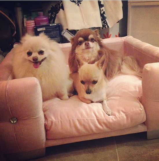 Paris Hilton dziecinnieje (FOTO)