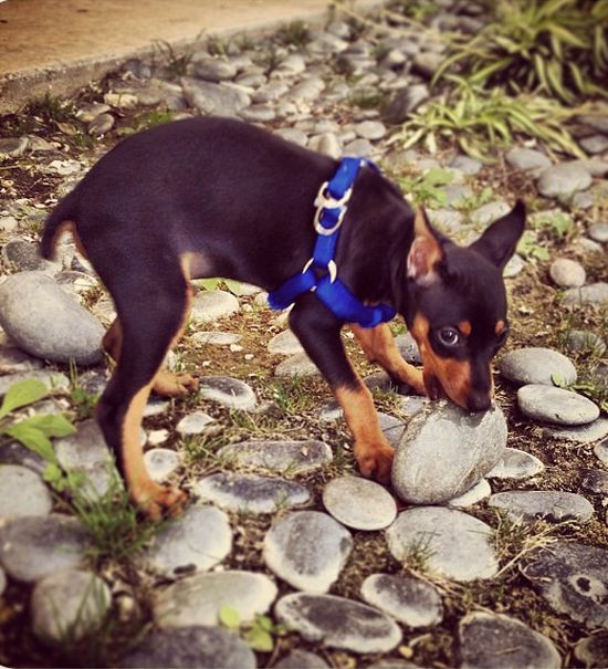 Paris Hilton od dzieci woli psy