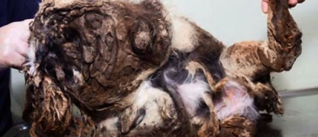  To nie jest KUPA ŚMIECI, a żywe zwierze (VIDEO)