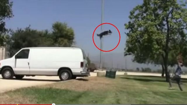 Pies, który jeździ na deskorolce i hulajnodze (VIDEO)