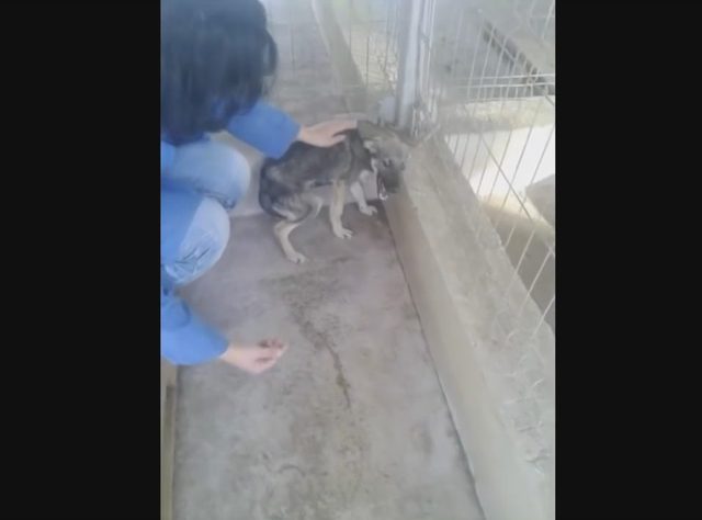 Serce pęka, gdy patrzy się na reakcję tego psa