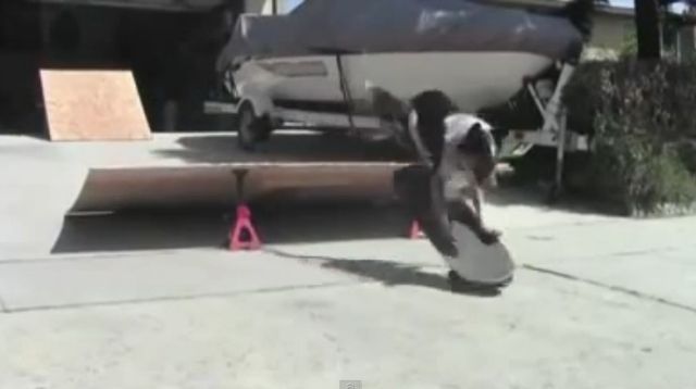Pies, który jeździ na deskorolce i hulajnodze (VIDEO)