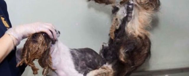  To nie jest KUPA ŚMIECI, a żywe zwierze (VIDEO)