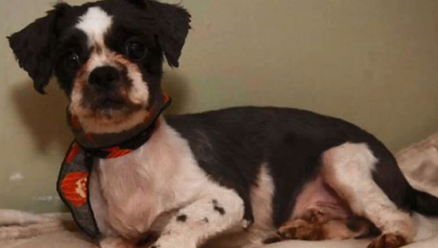  To nie jest KUPA ŚMIECI, a żywe zwierze (VIDEO)