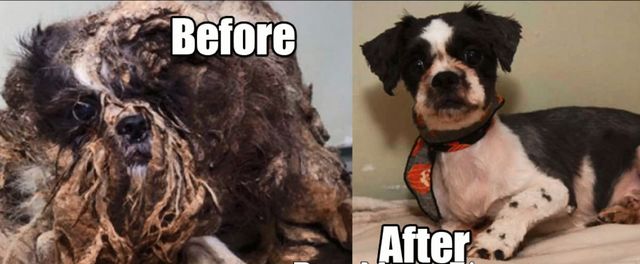  To nie jest KUPA ŚMIECI, a żywe zwierze (VIDEO)