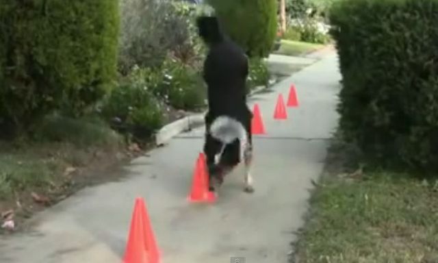 Pies, który jeździ na deskorolce i hulajnodze (VIDEO)