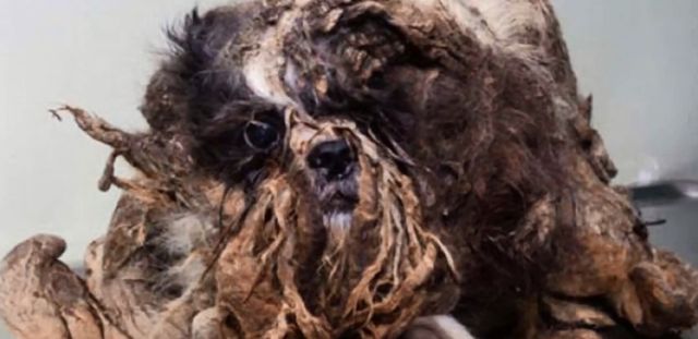  To nie jest KUPA ŚMIECI, a żywe zwierze (VIDEO)