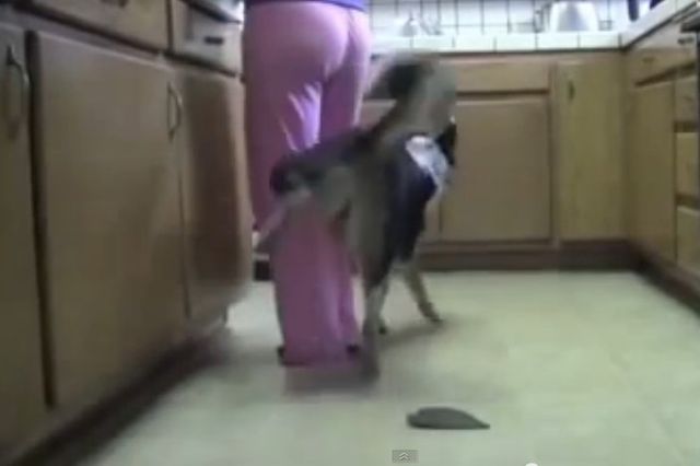 Pies, który jeździ na deskorolce i hulajnodze (VIDEO)