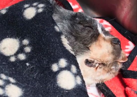  To nie jest KUPA ŚMIECI, a żywe zwierze (VIDEO)