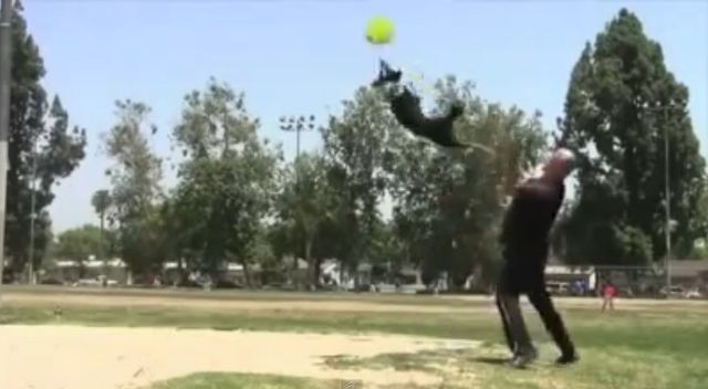 Pies, który jeździ na deskorolce i hulajnodze (VIDEO)