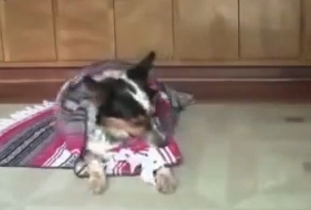 Pies, który jeździ na deskorolce i hulajnodze (VIDEO)