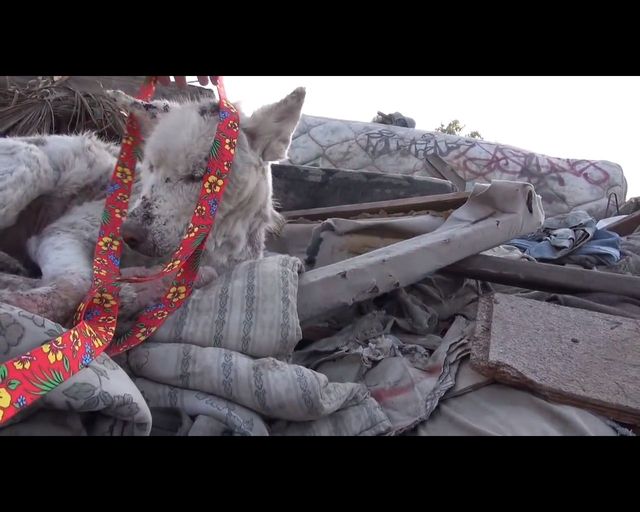 Łzy same napływają do oczu - oto historia bezdomnego psa