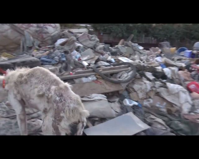 Łzy same napływają do oczu - oto historia bezdomnego psa